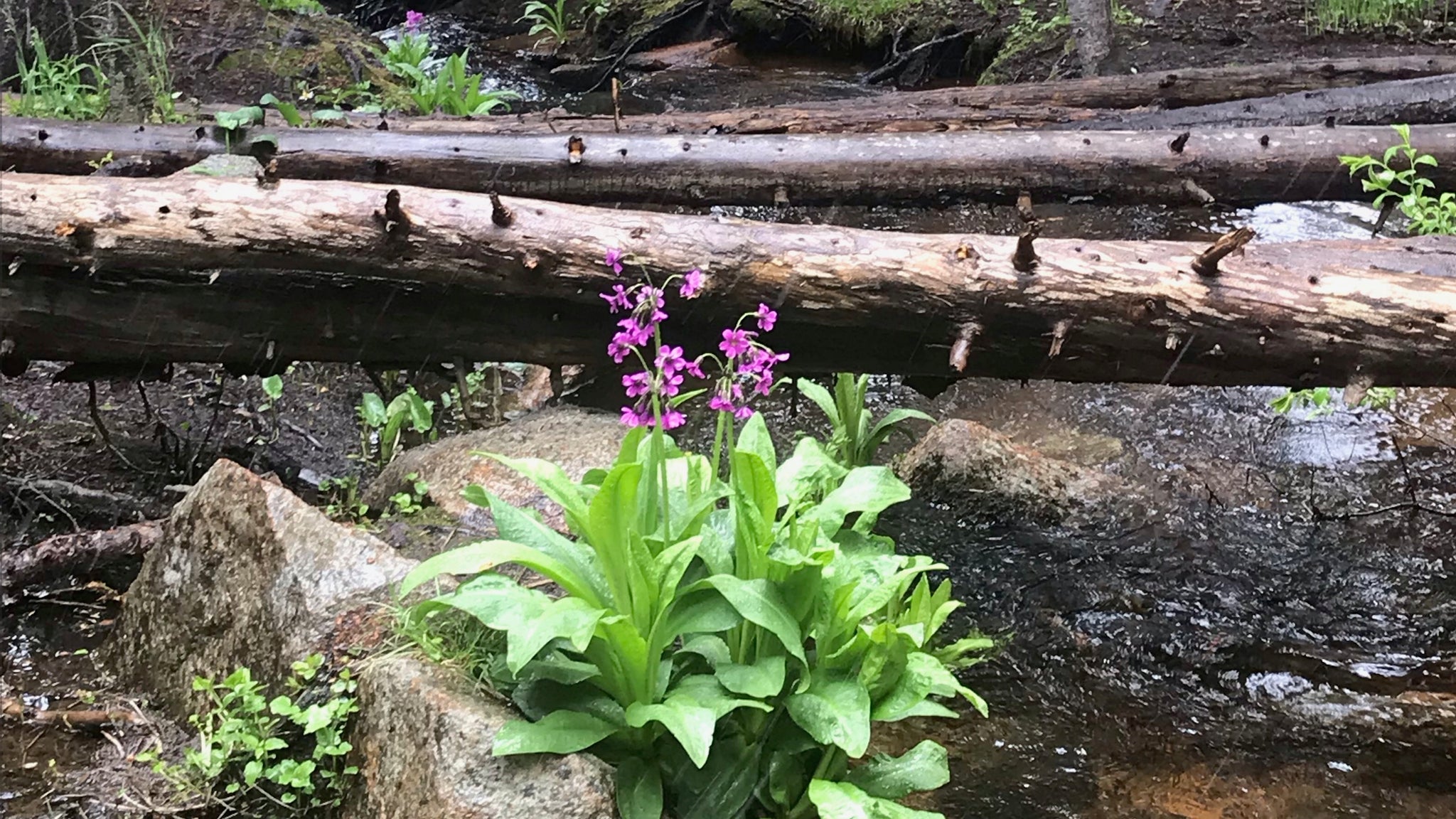 Eagles Wings Counseling